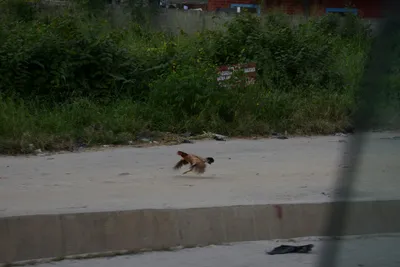 DSC_7539 (Large).JPG